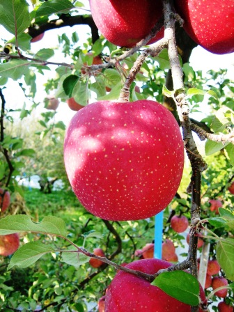 ふじの商品画像