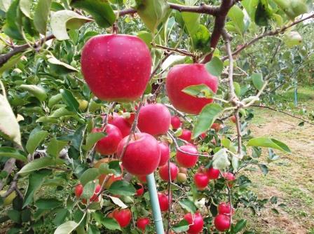 シナノスイートの商品画像