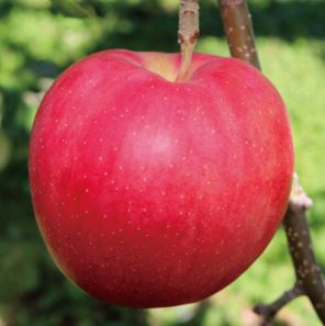 jyonagooldの商品画像