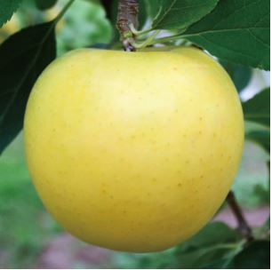 黄王 - 黄王の商品画像